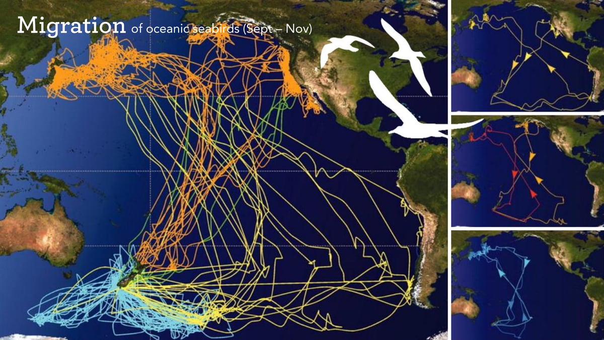 TSF 1118 x 624 PowerPoint Slide Image - Pari-one-taka Bird Migration 001