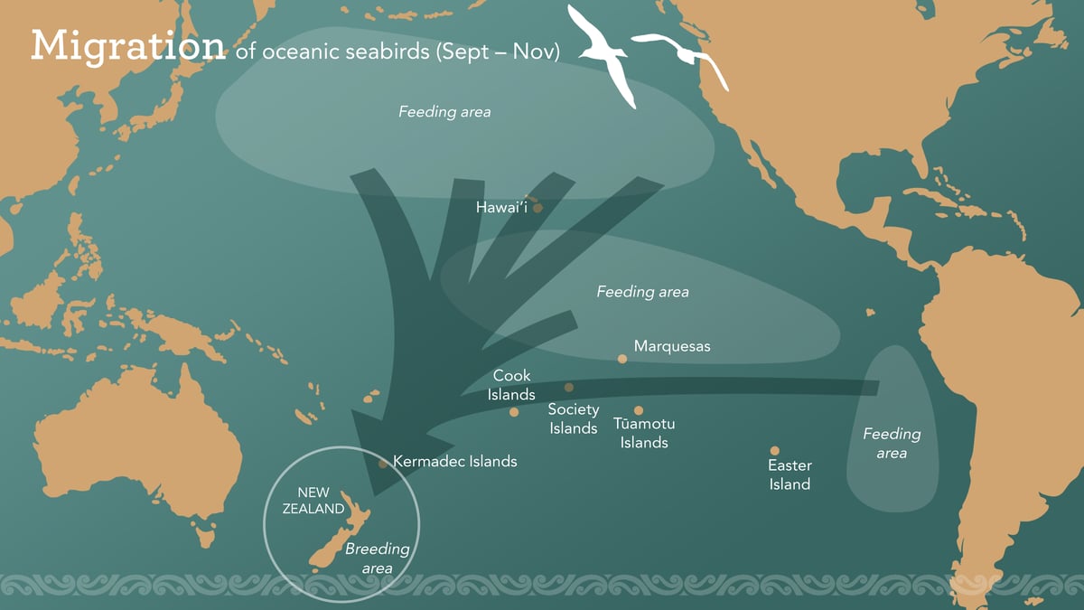 TSF 1118 x 624 PowerPoint Slide Image - Pari-one-taka Bird Migration Map 001